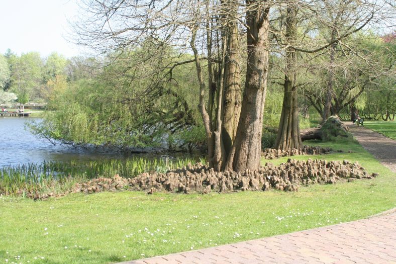 schulgarten_09_seeimpressionen_mit_wurzeln