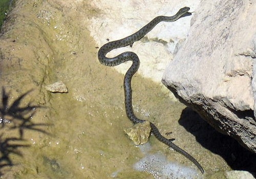 kreta_lake_kournas_07_schlange.jpg, 111kB