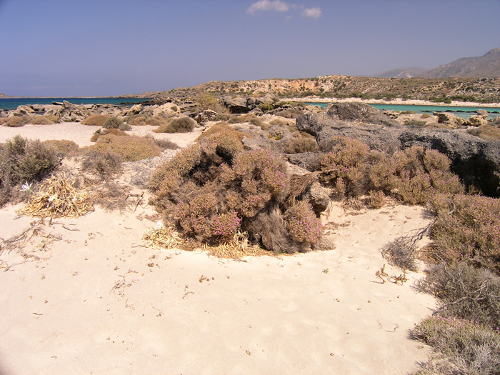 kreta_strand_von_elafonisi_09.jpg, 385kB