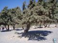 kreta_strand_von_elafonisi_12_baeume_unter_naturschutz_klein.jpg, 20kB