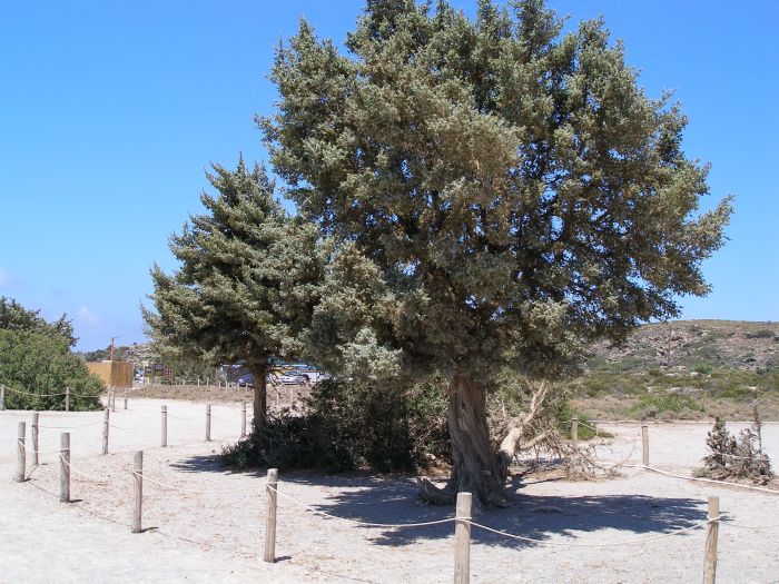 kreta_strand_von_elafonisi_13_baeume_unter_naturschutz.jpg, 114kB
