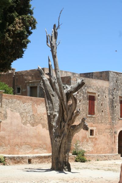 moni_arkadiou_hof_11_zypressenbaum.jpg, 66kB