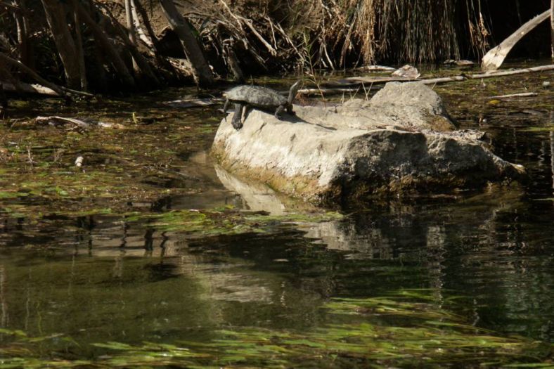 kreta_preveli_kourtaliotiko_schlucht_03_wasserschidkroete.jpg, 126kB