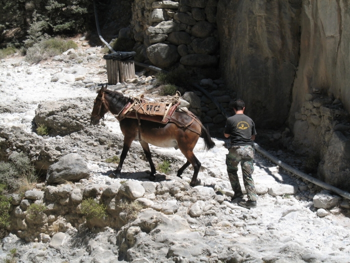 kreta_samaria_schlucht_05_ranger_mit_maultier.jpg, 330kB