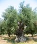 pilion_argalasti_olivenbaum_klein.jpg, 2,7kB