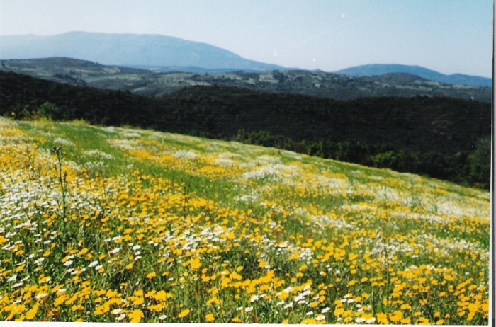 pilion_irgendwo_14_eine_bunte_wiese_04.jpg, 284kB