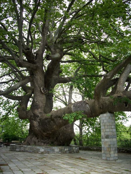 pilion_platane_in_tsangarada_02.jpg, 101kB