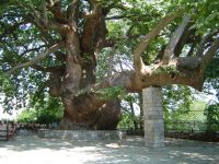 pilion_platane_in_tsangarada_klein.jpg, 18kB