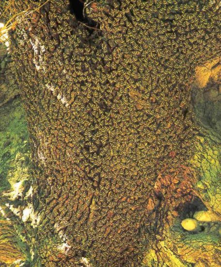 rhodos_im_tal_der_schmetterlinge_03_schmetterlinge.jpg, 100kB