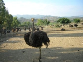 rhodos_straussenfarm_01.jpg, 42kB