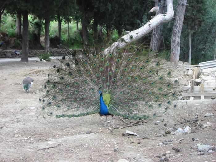 rhodos_rodinipark_04.jpg, 98kB